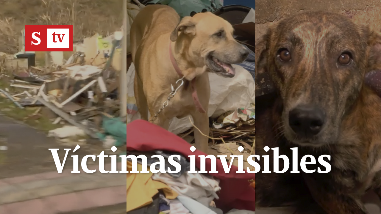 Acción conjunta para la atención de las mascotas en San Andrés y Providencia